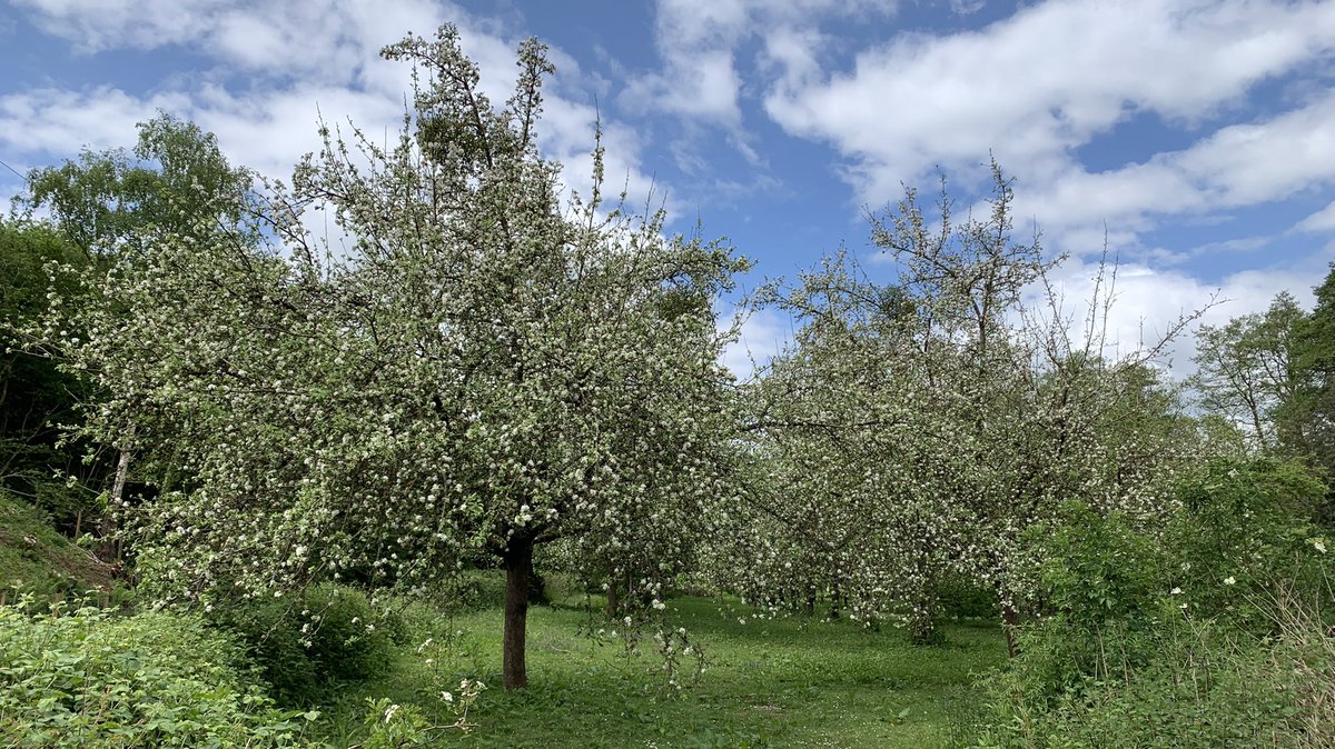 Today’s ride.

Hay meadow near Leysters
The well concealed Humber church
Fencote station - privately restored station on the disused Worcester to Leominster railway.
Orchard near Risbury

Lovely Spring colours