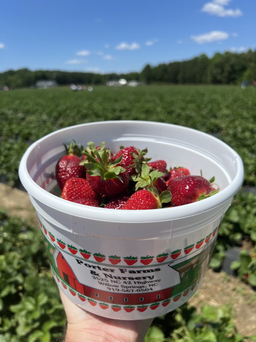 mfoley76's tweet photo. Strawberry picking 🍓 https://t.co/bHxpHpyNP5