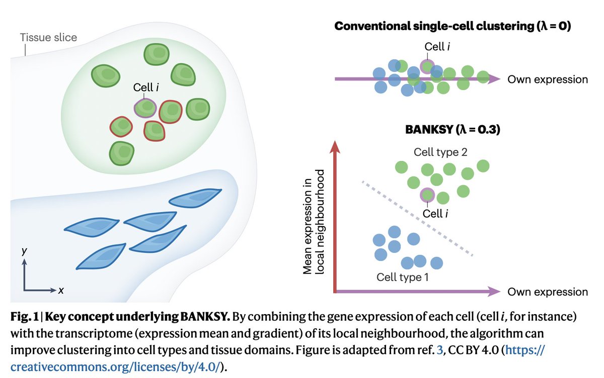 Vipul Singhal (@vipul1891) on Twitter photo Pleased to share our new Research highlights article, which summarizes some of the core features and applications of the BANKSY spatial omics algo. Viewable via: rdcu.be/dH1mz !
Thanks <a href="/NigelChouS/">Nigel Chou</a> <a href="/NatureRevGenet/">Nature Reviews Genetics</a> <a href="/shyam_lab/">Shyam Prabhakar Lab</a> <a href="/khchenlab/">Kok Hao Chen Lab</a> <a href="/astar_gis/">A*STAR Genome Institute of Singapore (A*STAR GIS)</a>! Pleased to share our new Research highlights article, which summarizes some of the core features and applications of the BANKSY spatial omics algo. Viewable via: rdcu.be/dH1mz !
Thanks <a href="/NigelChouS/">Nigel Chou</a> <a href="/NatureRevGenet/">Nature Reviews Genetics</a> <a href="/shyam_lab/">Shyam Prabhakar Lab</a> <a href="/khchenlab/">Kok Hao Chen Lab</a> <a href="/astar_gis/">A*STAR Genome Institute of Singapore (A*STAR GIS)</a>!