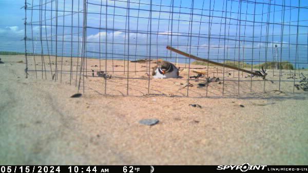 Following an increase in the number of egg losses to Carrion Crow last season, we have expanded the use of protective Ringed Plover scrape cages. #shorebirds ⁦@NE_Northumbria⁩ ⁦@LifeWader⁩