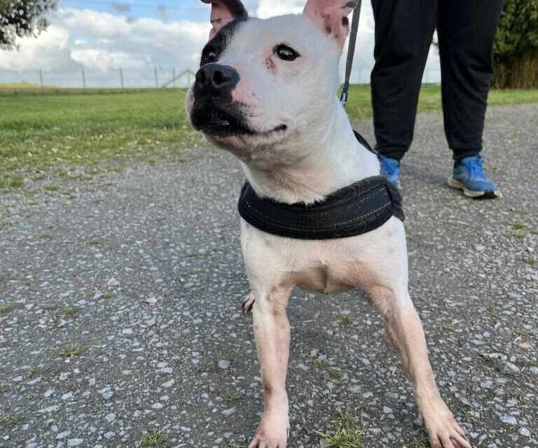 AlertesInfos's tweet photo. 🐕🇫🇷 FLASH - Nikita, une chienne staffie, a été enfermée et battue pendant sept ans dans la salle de bain d'un homme vivant à Guéméné-Penfao, en Loire-Atlantique. Le pauvre animal vivait dans ses excréments, ne sortait jamais et était battu. Elle a désormais besoin d'une nouvelle famille qui pourrait l'accueillir. (Actu)
