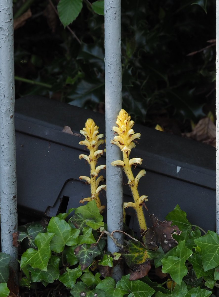 Behind railings or next to a rodent control box, this yellow Ivy Broomrape Orobanche hederae f. monochroa likes to brighten up everyday urban dullness. Winchester, Hampshire. @BSBIbotany