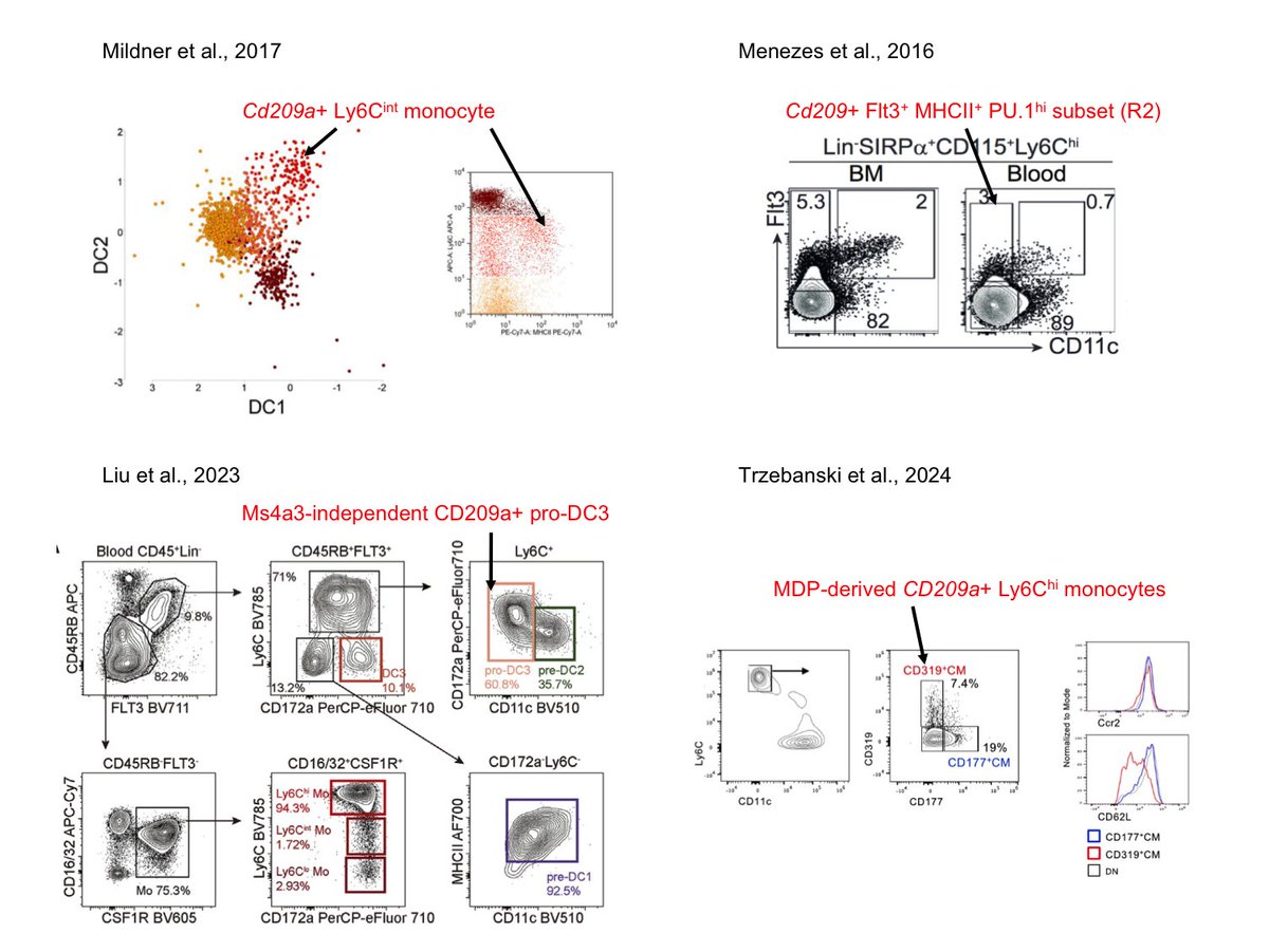 Mildner Lab (@mildnerlab) on Twitter photo New great paper by @TheJungLab, congrats! But we are confused: We found Cd209a+ #monocytes, <a href="/GuermonprezLab/">GuermonprezLab</a> Cd209a+ Flt3+ monocytes, <a href="/FGinhoux/">@realFlorentGinhoux</a> shows Cd209+ pro-DC3 and now @TheJungLab Cd209a+ MDP-derived monocytes. Is Flt3 the only difference or are they maybe all the same? New great paper by @TheJungLab, congrats! But we are confused: We found Cd209a+ #monocytes, <a href="/GuermonprezLab/">GuermonprezLab</a> Cd209a+ Flt3+ monocytes, <a href="/FGinhoux/">@realFlorentGinhoux</a> shows Cd209+ pro-DC3 and now @TheJungLab Cd209a+ MDP-derived monocytes. Is Flt3 the only difference or are they maybe all the same?