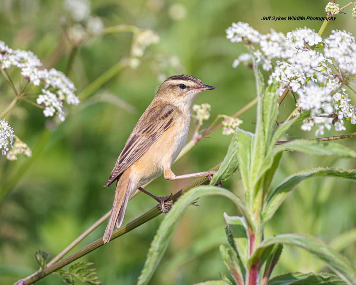 Tonight’s thread Spring, I’ll start with this Sedge warbler that makes its way from Africa to the UK 🇬🇧 @Natures_Voice amazing journey for such little birds