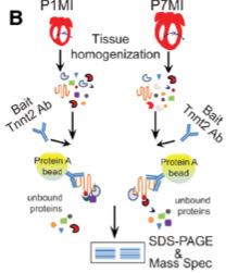 #OriginalResearch: Forced expressions of Adducin in adult hearts result in sarcomere disassembly and increased cardiomyocyte mitosis @josephahill @sadayappanlab @BioinfoMcDermot @TravisHinson @Mohammedmsk ahajournals.org/doi/10.1161/CI…