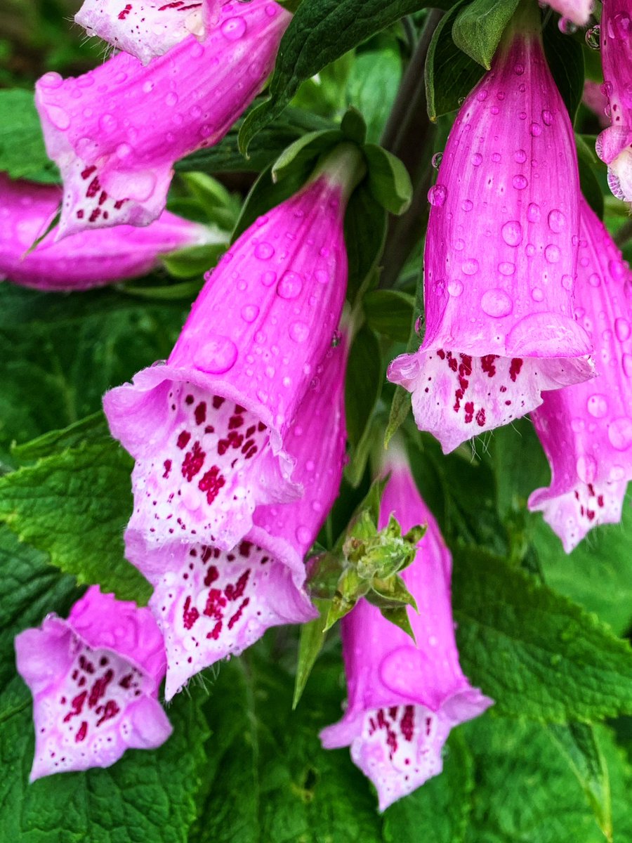 Another lovely day today! Hope you all had a good one? Foxgloves in my garden are coming along nicely. I’m sure they weren’t this early last year 🤔 Anyway, have a good evening all 🫶🏼😘 #GardenersWorld #GardeningX #GardeningTwitter