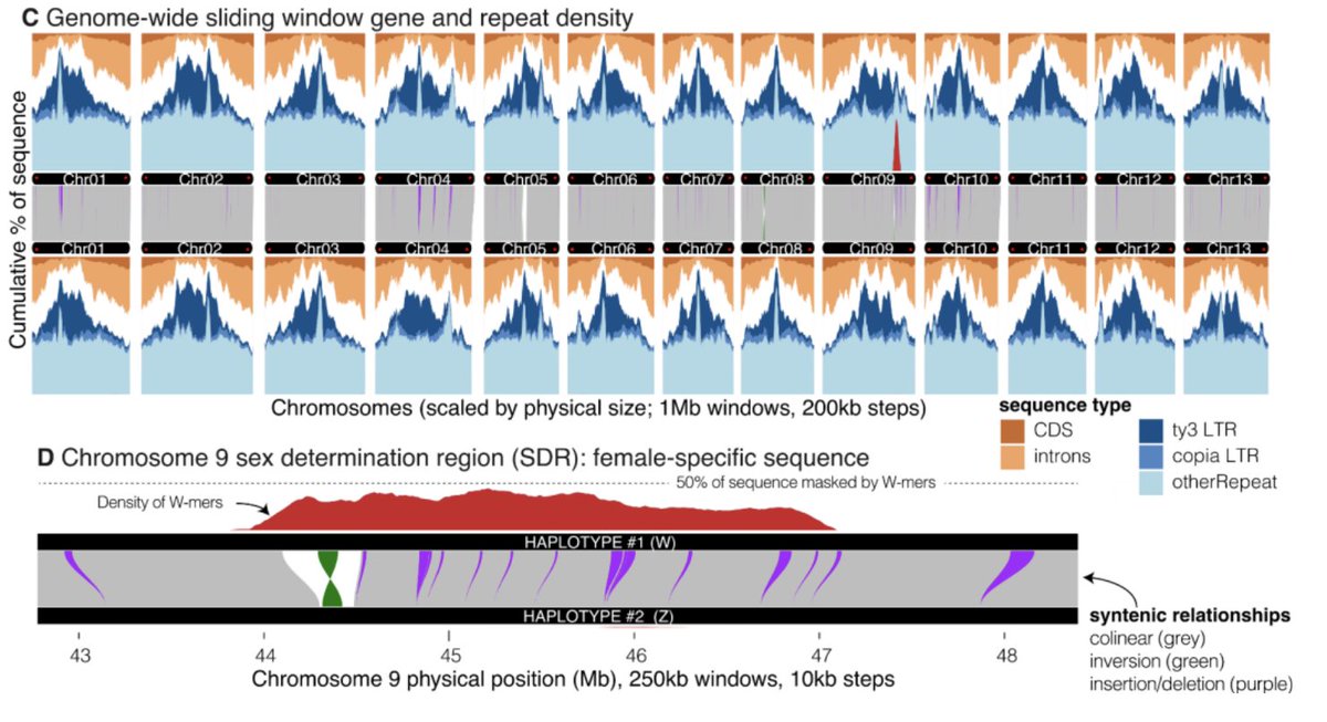 I’m excited to share our preprint presenting a haplotype-resolved genome assembly for Amborella trichopoda, including phased ZW sex chromosomes!