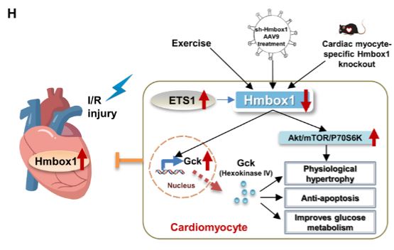 Identification of a new role for the transcriptional repressor Hmbox1 in exercise-induced physiological cardiac growth & the therapeutic potential of targeting Hmbox1 to improve myocardial survival & glucose metabolism after I/R injury ahajournals.org/doi/10.1161/CI…