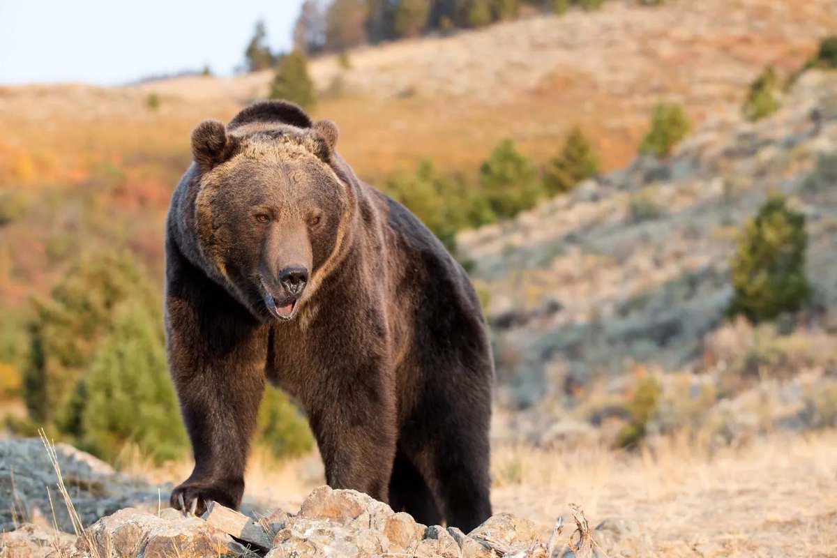 Yee Yee Apparel (@yeeyeeapparel) on Twitter photo What’s the biggest animal you could take in a fight with no weapons? What’s the biggest animal you could take in a fight with no weapons?
