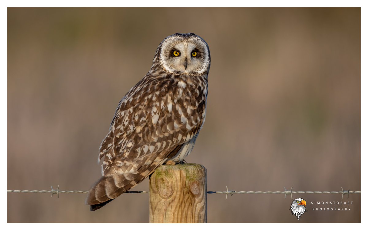 Short Eared Owl on Teesside.
@teesbirds1
@teeswildlife
@DurhamBirdClub
@Natures_Voice
@NatureUK
@WildlifeMag
@BBCSpringwatch
@NTBirdClub
@CanonUKandIE
#naturephotographyday #birds #wildlifephotography