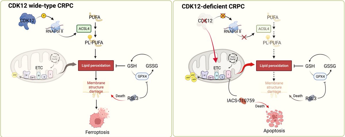 Experiments performed in this study show that energy and lipid metabolism in CDK12-deficient castration-resistant #prostate cancer (#CRPC) work together to drive CRPC progression. 📚 Learn more: bit.ly/3yvxL64