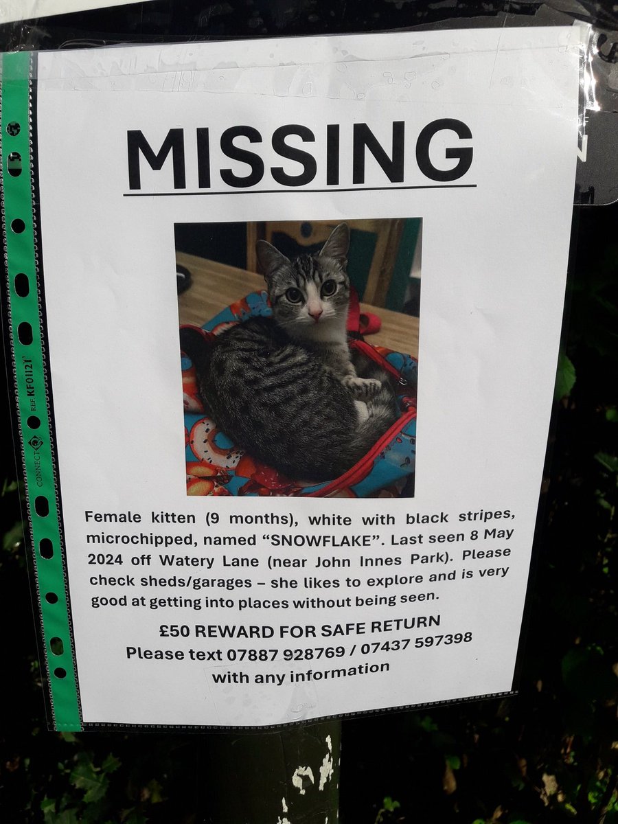 Dear residents, have you seen Snowflake?
Her family are looking for her, if you have seen her, please contact the family through one of the phone numbers below 🐱🐱😊
#missingcat #mertonpark