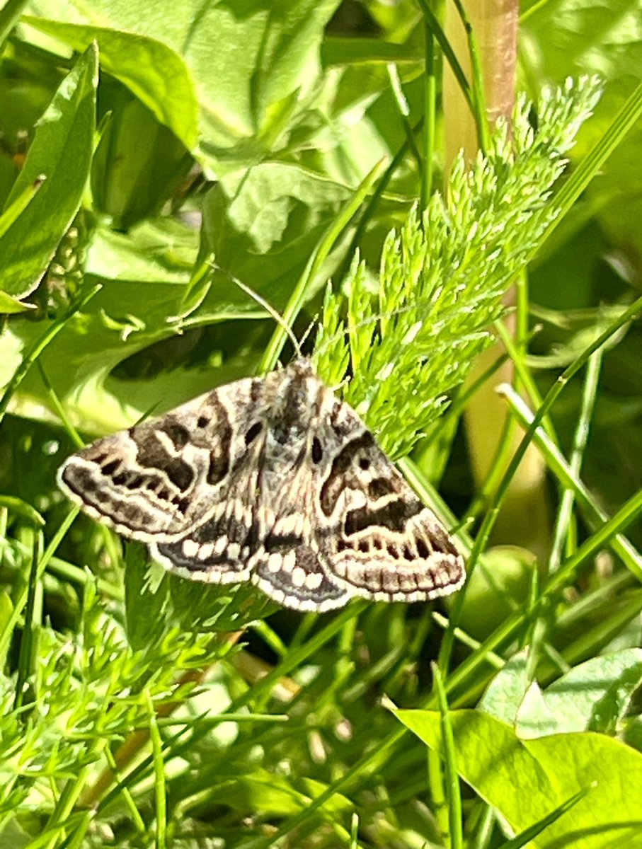 Lovely to see this Mother Shipton moth today - a rather quirky patterned day flying moth. #moths @BCWarwickshire @savebutterflies
