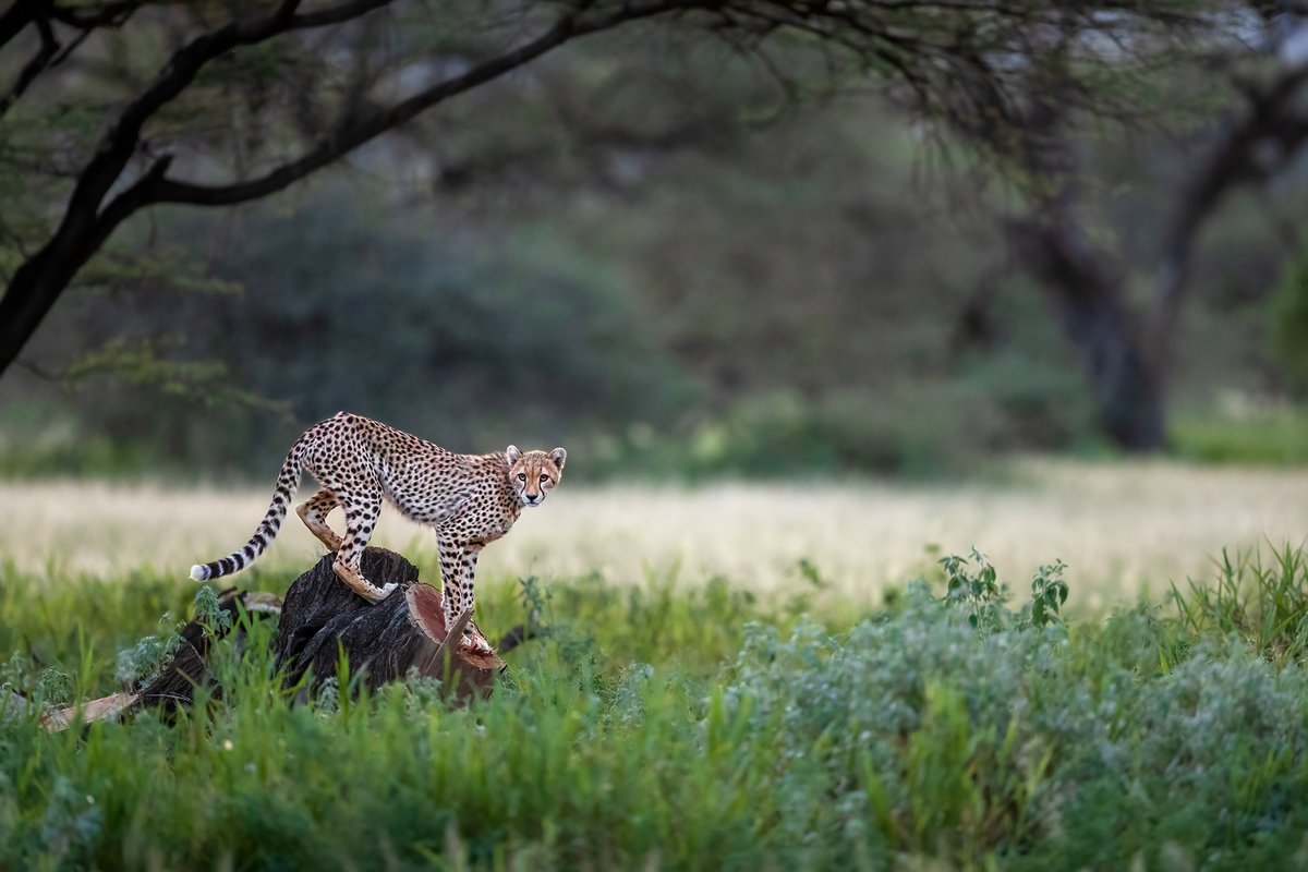 | Where Cheetah's rein... | Kenya... |
#Cheetah #Portrait #Kenya #Shompole #Wilderness #ketanvikamsey #KVKliks #EarthCapture #BBCEarth #NatgeoIndia #nationalgeographic #BBCWildlifePOTD #YourShotPhotographer #NatgeoYourShot #Christina_Shorter #Kristen_McNicholas