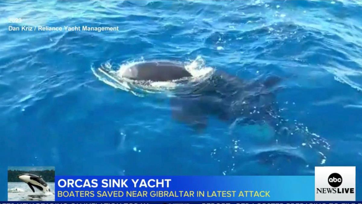 Pod of killer whales attacks and sinks 50-foot yacht in Strait of Gibraltar 7ny.tv/3WIVE4n