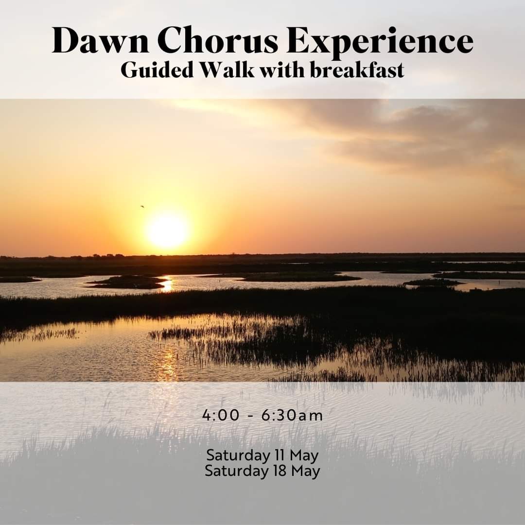 Join our expert guides for our Dawn Chorus Experience 🌞 Join us as Minsmere’s night shift ends and dawn breaks over the east coast with a rising crescendo 🎶 Book your place 👉 tinyurl.com/DawnChorusExpe…