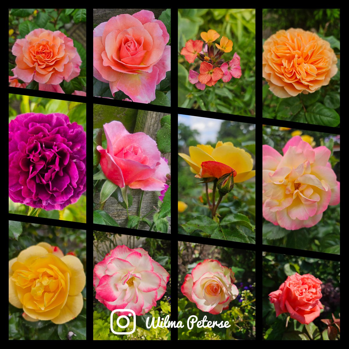 Bijna alle rozen in mijn tuin bloeien nu...
#flowers #flores #rozen #roses #mygarden #gardenersworld #flowersoftwitter #gardening #tuinieren #nature #naturephotography #natuurfotografie