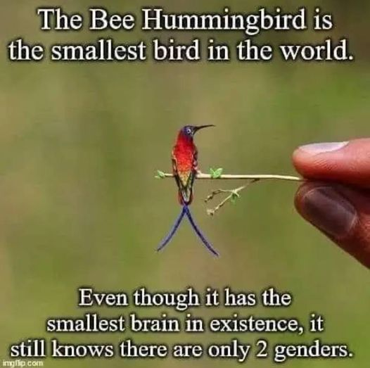 Even the Bee Hummingbird with the smallest bird brain in existence knows there are only 2 genders.