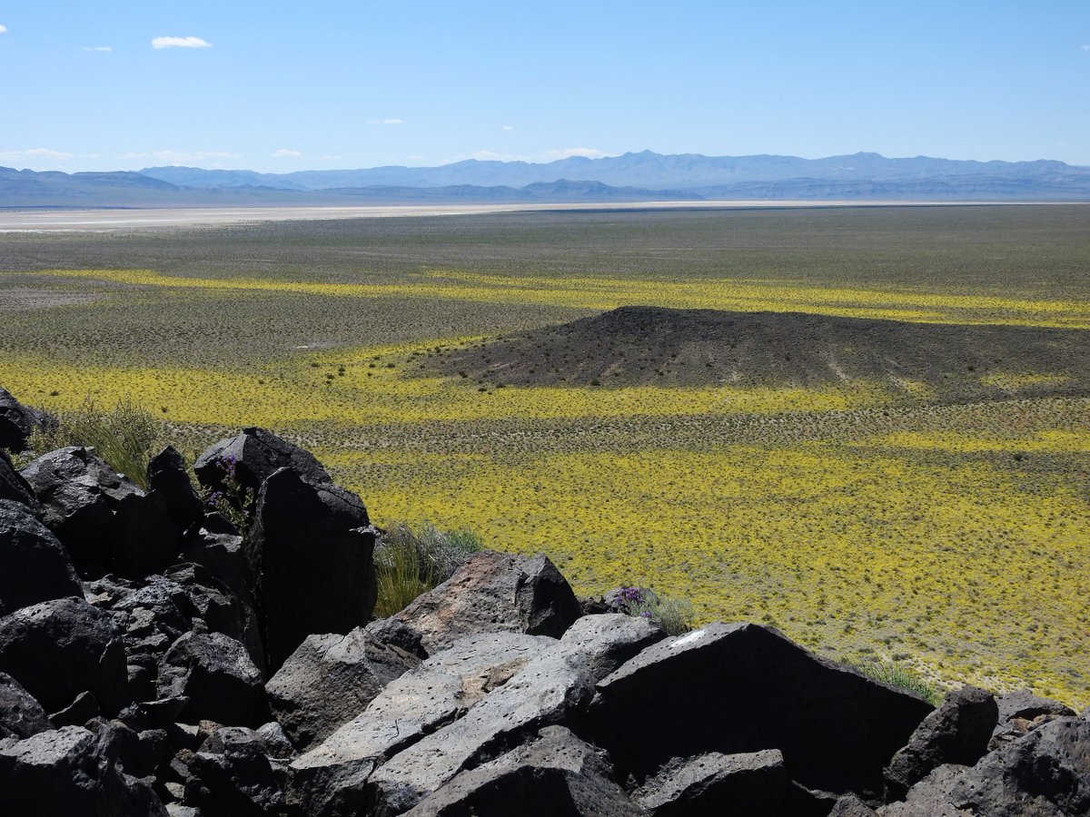 Large bloom of Woolly desert marigold (Baileya pleniradiata) on Sarcobatus Flat, NV