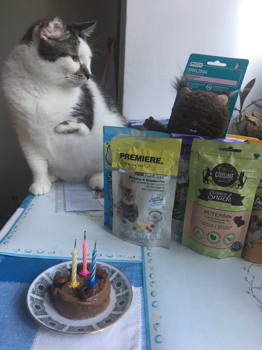 Today is my Gotcha Day,I’m three😻🎂🐀🐁🎈🎉🥳