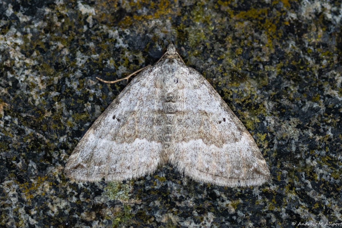 There have been a number of early records of moths in Yorkshire this year. Here's another. The earliest Yorkshire record by over a week (I think). A Chalk Carpet was at South Landing @FlamboroughBird this morning. @DoubleKidney @BC_Yorkshire