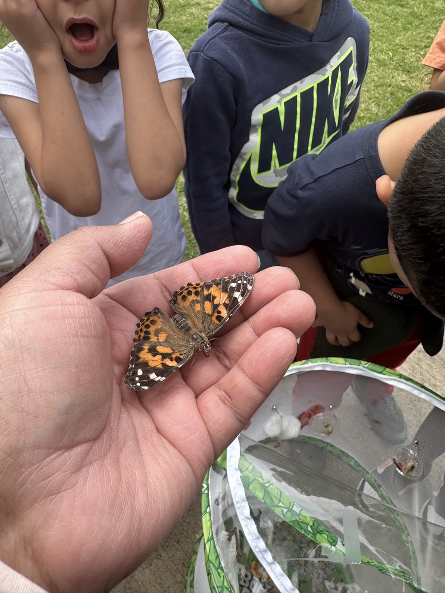 Kindergarteners learned about the life cycle of butterflies and helped release them in the wild. 🐛 ➡️🦋 #daffronelementary #LevelUpPlanoISD
