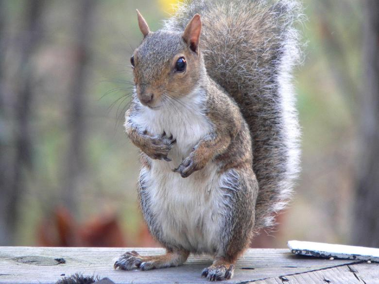 So, we reach the unhappy milestone of now having removed 10 grey squirrels from Anglesey in 2024. Thank goodness for modern wildlife cameras aiding the detection of animals. Virome studies to follow. [📷open source]