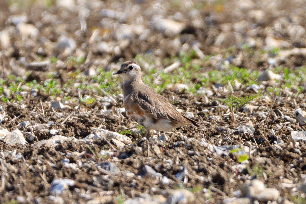 Excellent but brief views of the Dotterel at Bignor Hill this afternoon. <a href="/SussexOrnitholo/">Sussex Ornithology</a> <a href="/SussexBirding/">Sussex Birding</a>