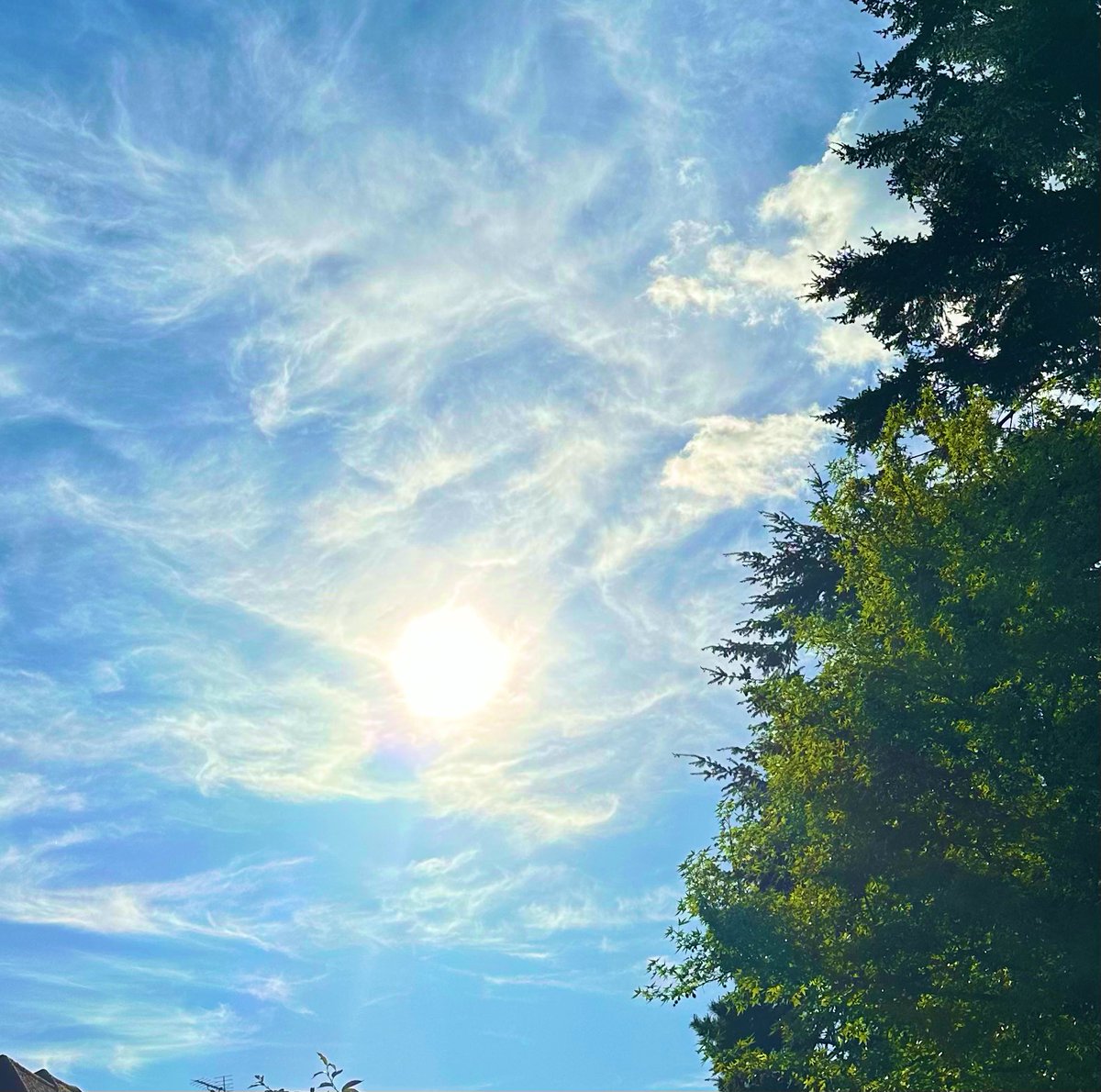 Beautiful sky … #Buckinghamshire #sky #blue #gold #silver #cirrus #clouds #big #tree 🩵🌟🩵🌳