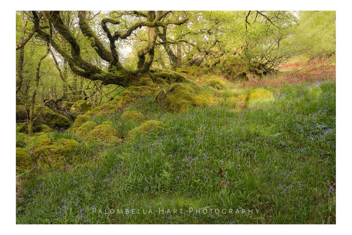 Captured early morning in the temperate rainforests of Eryri (Snowdonia)
#ancientwoodland #eryri #bluebells #northwales #snowdonia #photooftheday #ThePhotoHour #StormHour