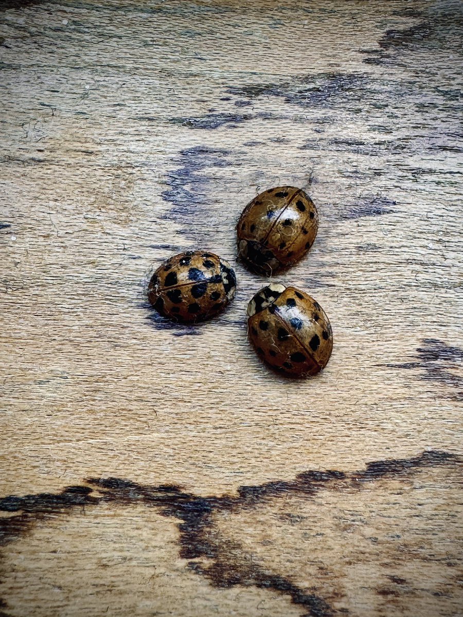 The Variety Show - TJ tweet media