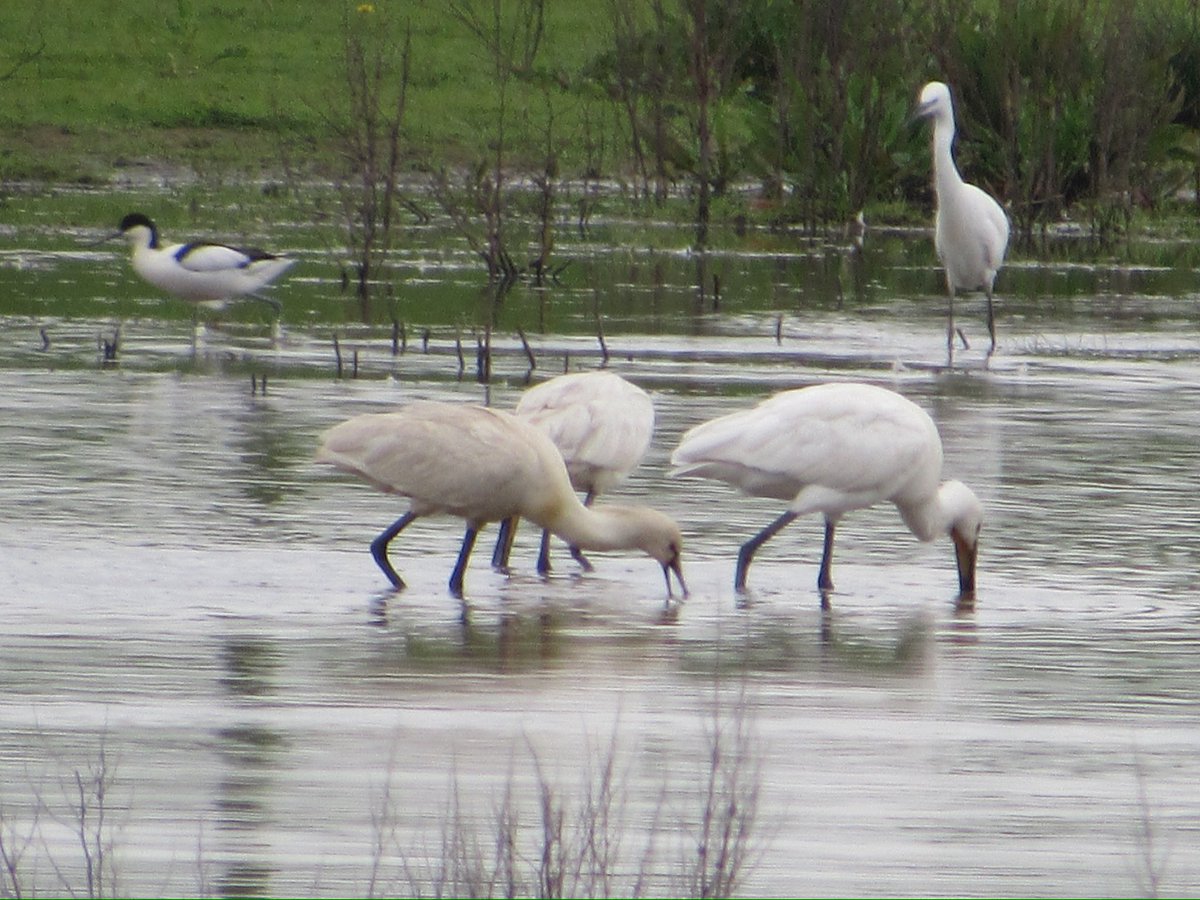 Still amazes me to see a Spoonbill, but 3 together in teeside today WOW 🤪 brilliant 😆 @teesbirds1 @nybirdnews