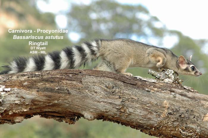 Morphology & Ecology Across Time Lab at Gonzaga tweet media