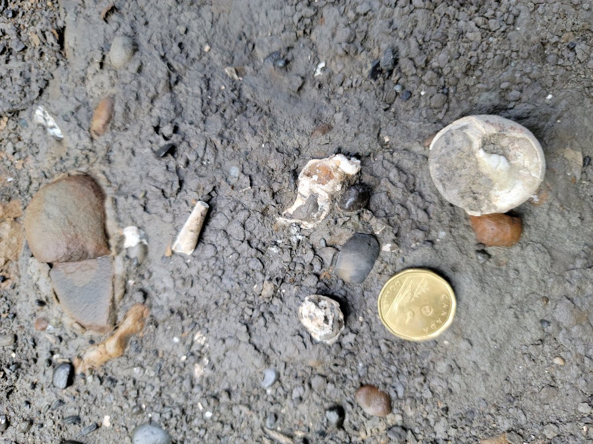 Morphology & Ecology Across Time Lab at Gonzaga tweet media