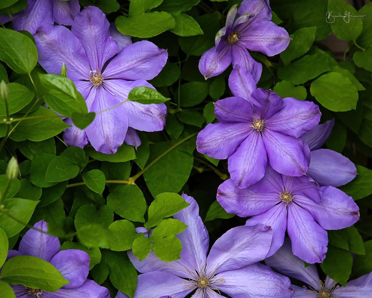 “Purple Beauty”
Clematis

#clematis #flowers #flowergardening #purpleflowers