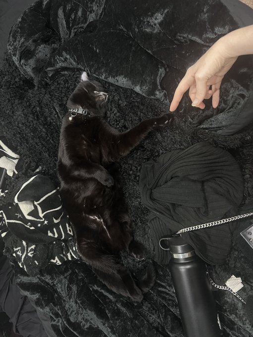 My cat is art https://t.co/7MLm7Lz4s8