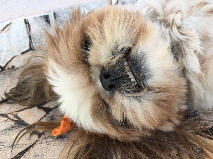 rafaelporcari's tweet image. A #preguiça da nossa cachorrinha Pepita é contagiosa!
Que folga: