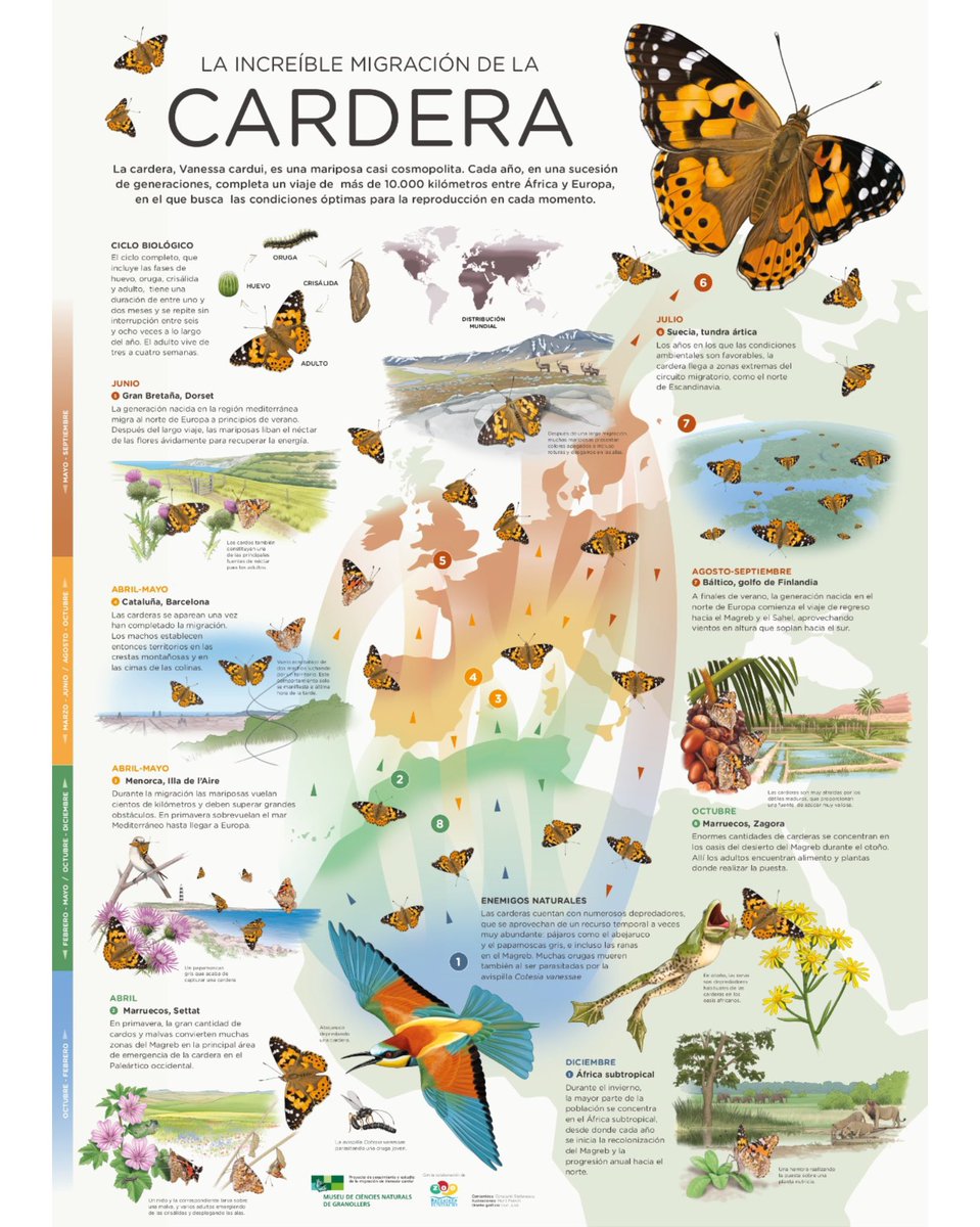 🦋🗺️El increíble viaje de la mariposa cardera o vanesa de los cardos (Vanessa cardui) •Fuente: Museo de Ciencias naturales de Granollers. Programa de seguimiento y estudio de la migración de Vanessa cardui #adenex #vanessacardui #mariposa #mariposacardera