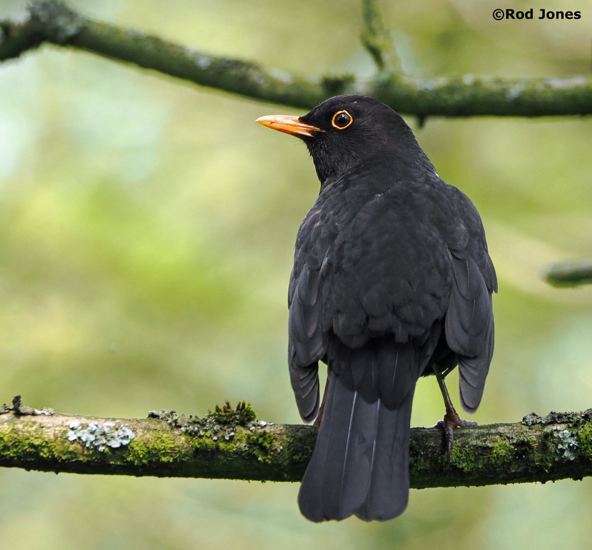 Male blackbird in Shelf Woods, Halifax. #ThePhotoHour #TwitterNatureCommunity #wildlifephotography #nature #birdlovers