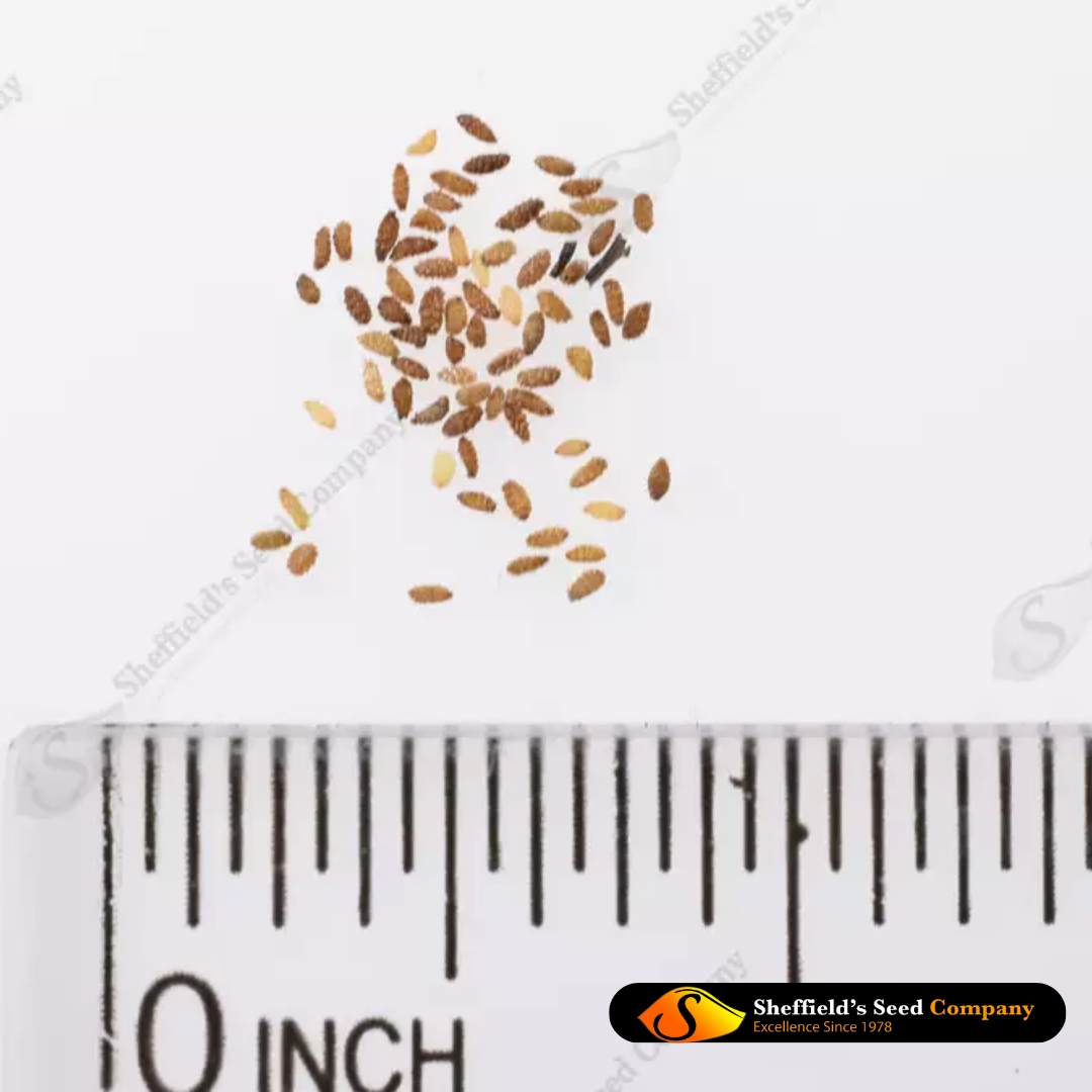 Sheffieldsseed's tweet image. 🌿✨ Explore the Beauty of Great Blue Lobelia! 

Order seeds today for a stunning display that's as captivating as it is beneficial! 🌼 
sheffields.com/seeds-for-sale…

#NativeFlora #GardenBeauty #GardenInspiration #FlowerPower #PollinatorGarden #MedicinalPlants