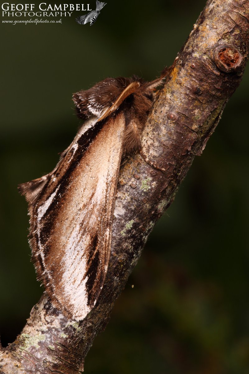 Lesser Swallow Prominent (Pheosia gnoma) - North Antrim, May 2024. Good number of these so far this month. #moths #mothsmatter #teammoth @BCNI_ @UlsterWildlife  @savebutterflies