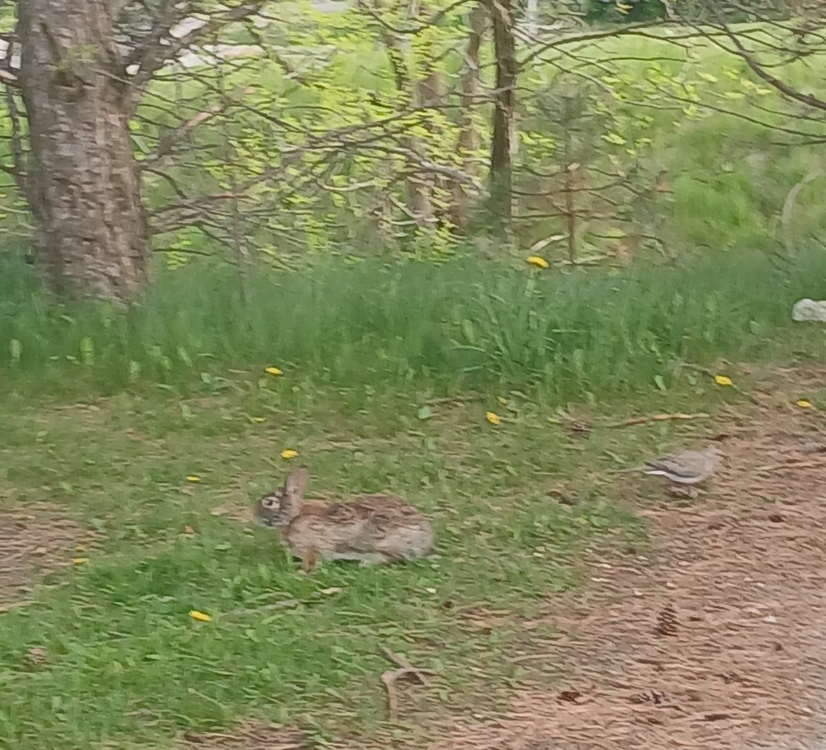 fuzzy pic of a rabbit and a bird right after I had to move a turtle across the road