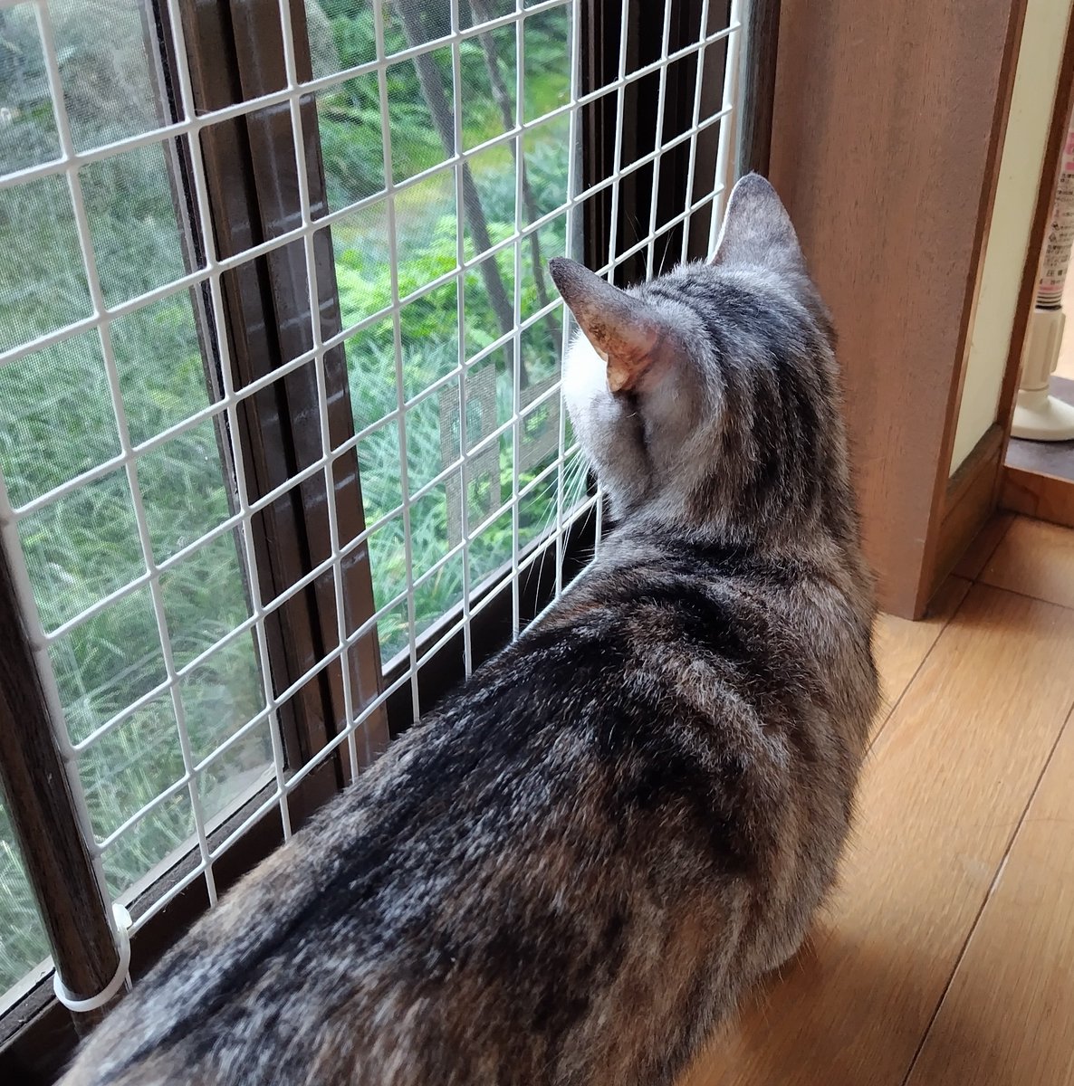 donchan_1120's tweet photo. おはようございます🐱☁
ちず🐱は元気です😊

昨日からスマホがポンコツ振りを発揮中😑
BluetoothはONにならない
SDカードは認識しない…😞
購入から1年未満なんですが…。
いよいよiPhoneかなぁ。

今日はスマホを見守りながら
家事やります😓

#ねこ
#木曜日
#SHARP
#AQUOS 
#sense7 https://t.co/cVfmSYp3zA