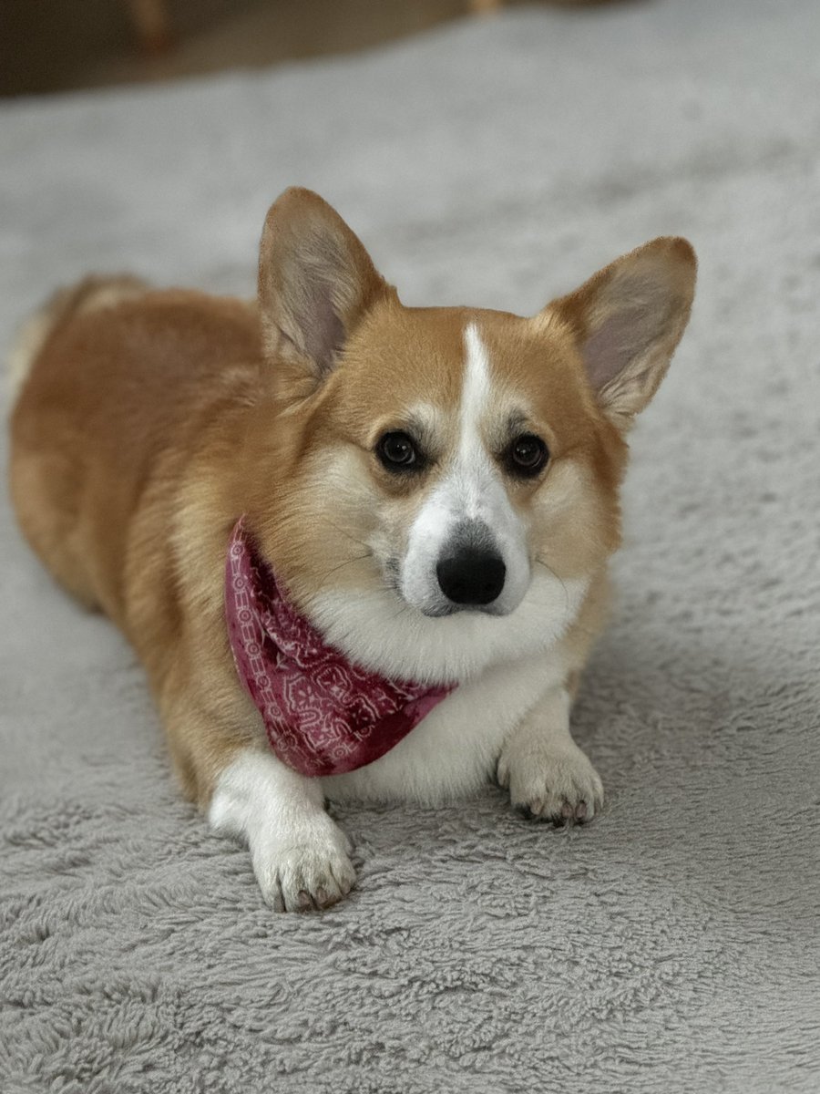 皆さんおはよーございます🤗
今日雨じゃーーーん☔️☔️
皆さん足元気をつけて🐶
#corgi #コーギー #尻尾ありコーギー #コーギー好き #コーギー好きな人と繋がりたい #犬 #コギスタグラム #corgilife #犬画像 #corgilovers  #ＹｏｕＴｕｂｅやってます