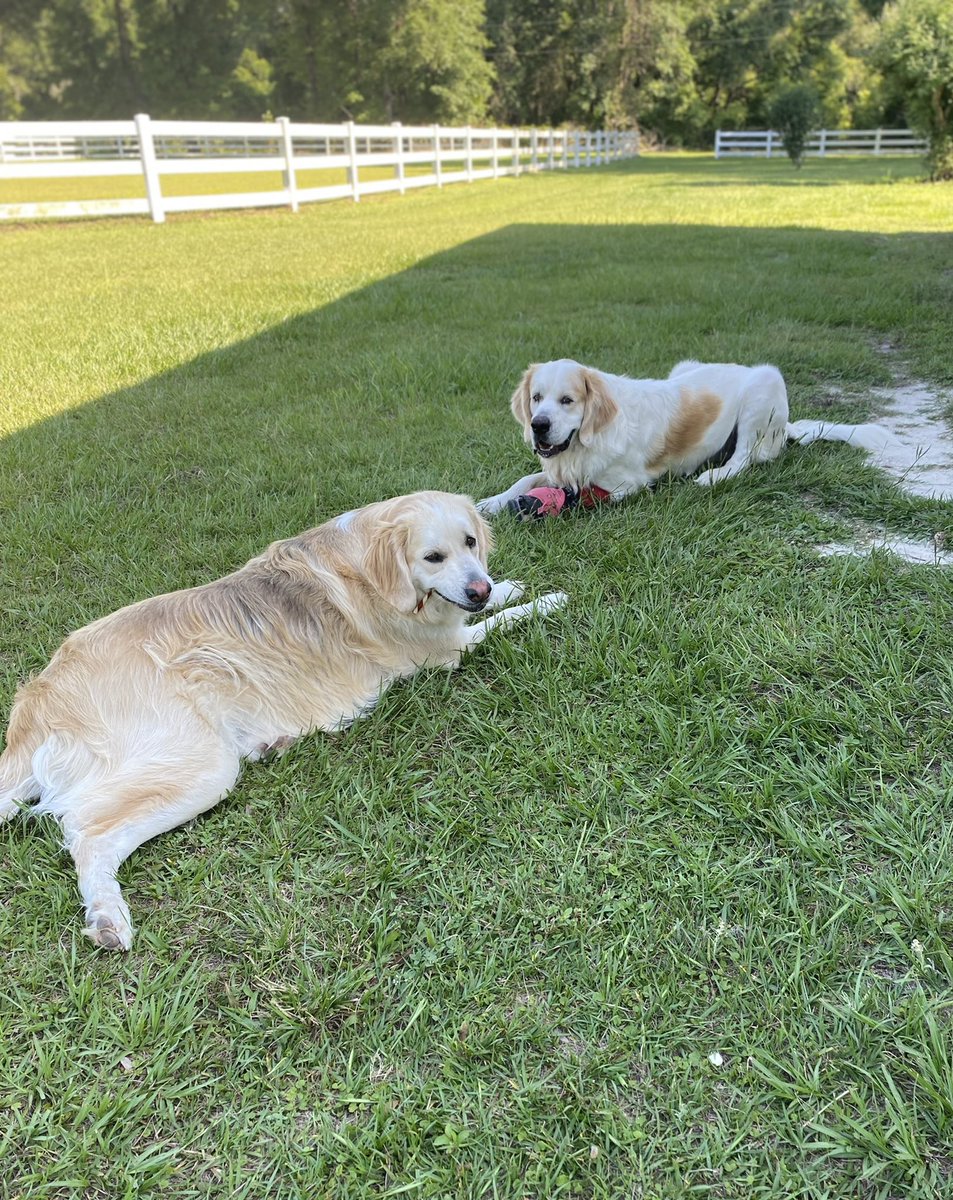 Wiggles and Monkey were born here and that’s all they know. They think every dog has acres and acres of fenced-in land to run around and play on - 😂