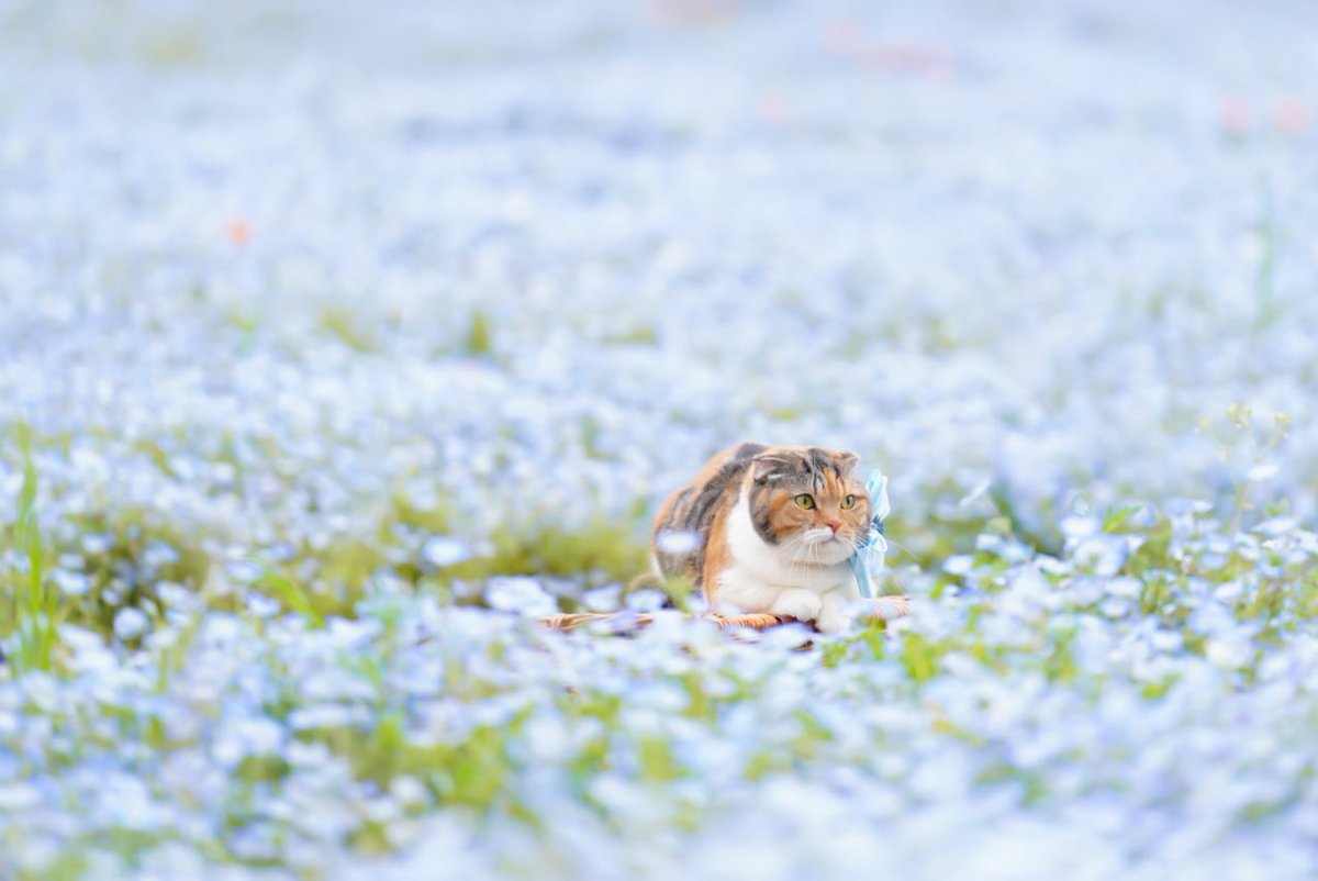 おはようにゃん☁️

今朝はちょっとひんやりにゃね✨

#猫好きさんと繋がりたい
#写真好きな人と繋がりたい