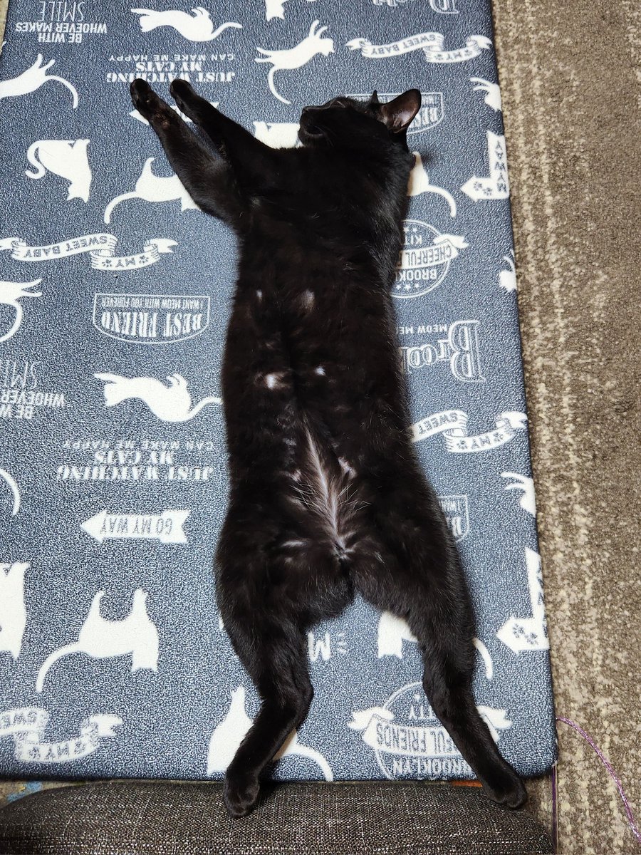 おはようございます☁️
ラジオ体操だにゃ😸
#黒猫 #黒猫同盟 
#猫のいる暮らし 
#猫のいる幸せ #猫好き