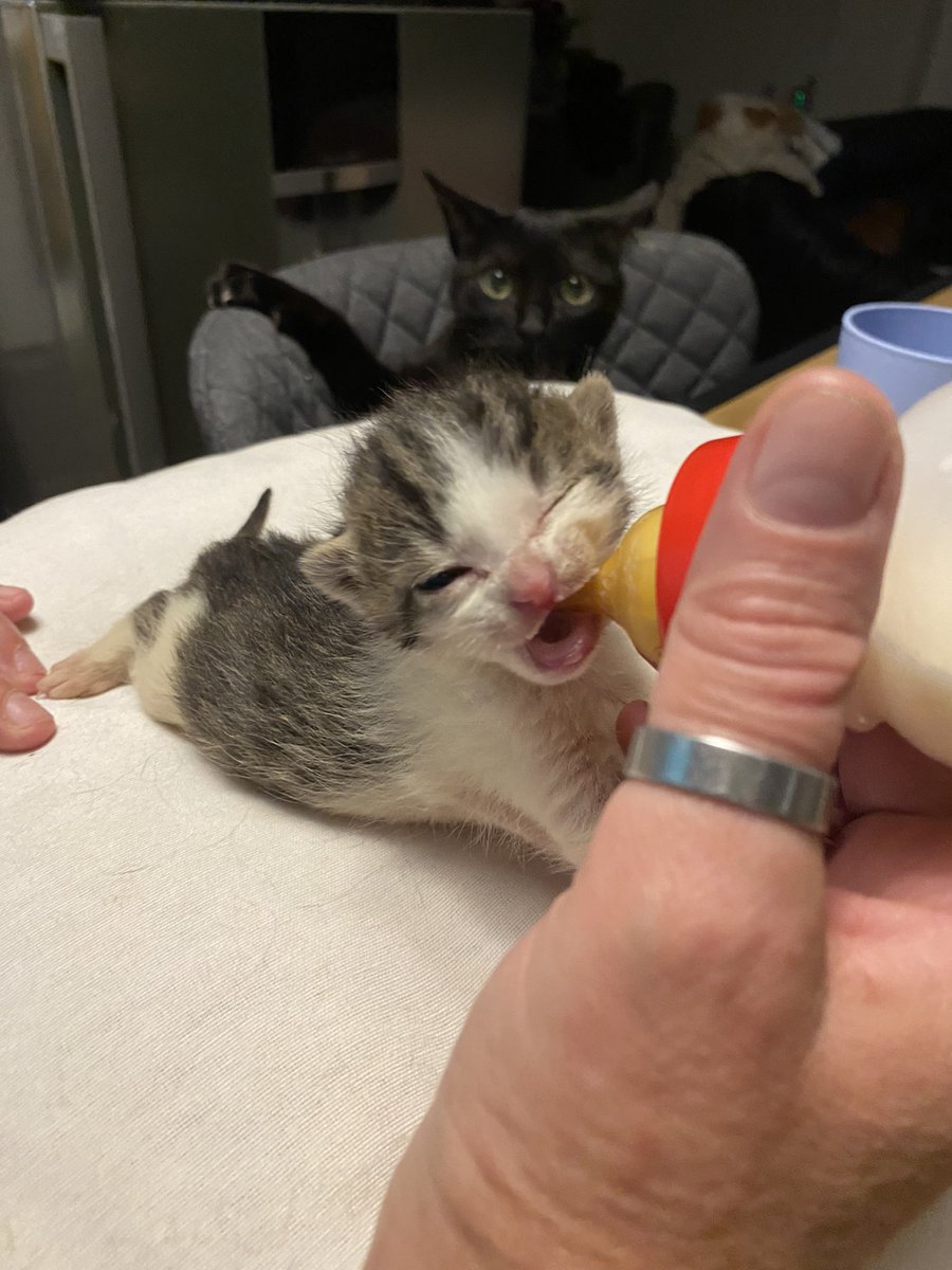 buacallate's tweet image. hola mirad q foto tan graciosa