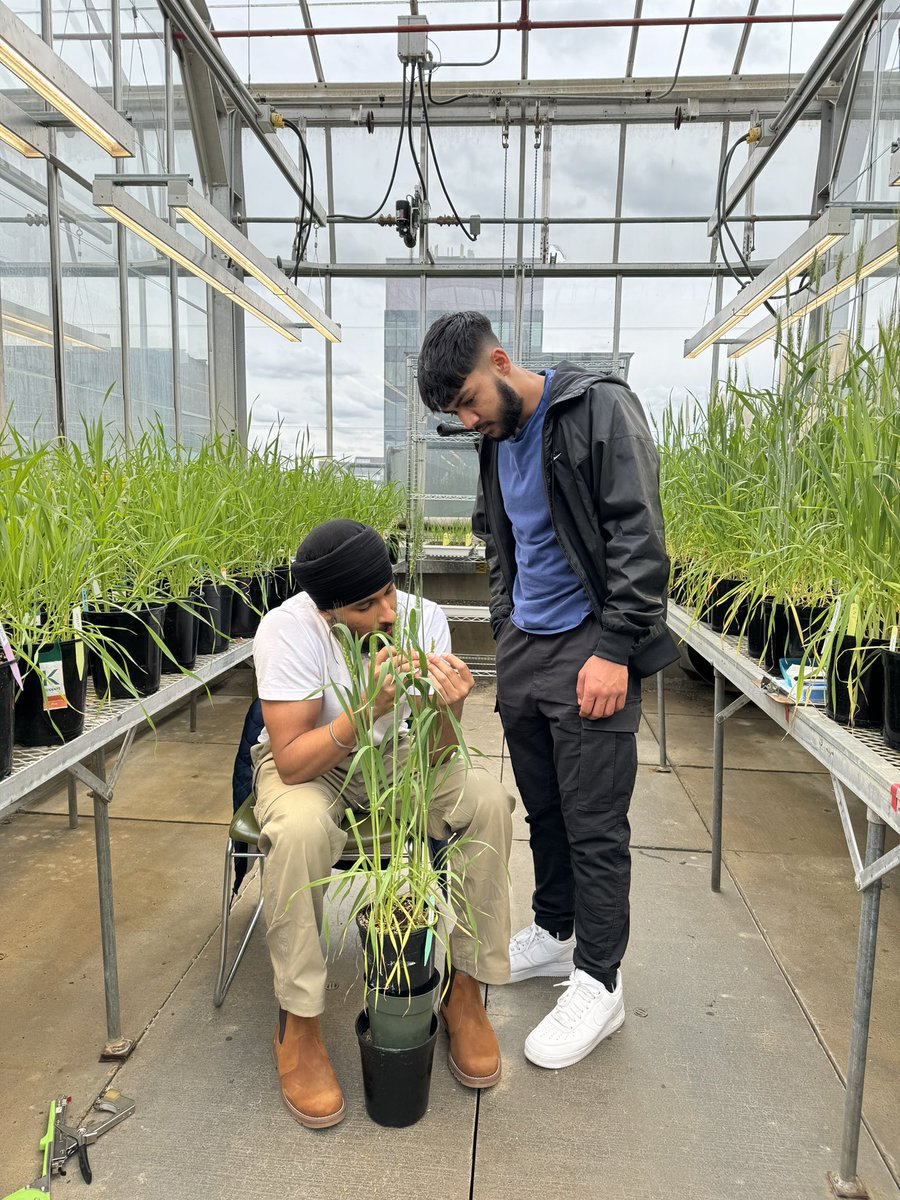 Training next generation of plant breeders! <a href="/jujhargill_/">Jujhar Singh Gill</a>