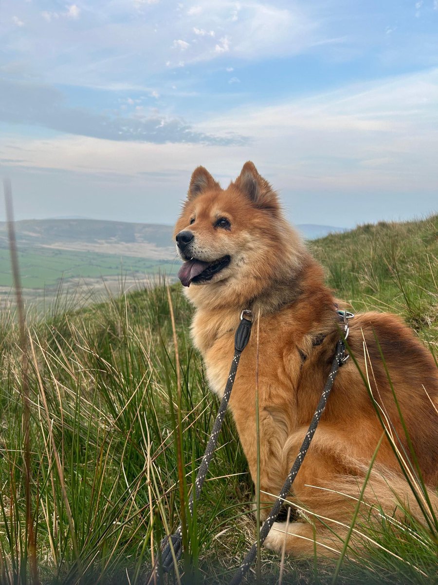 Lost dog Lolly, approx 7pm today 15/05/24 in #PantMaenog #forest. My number is 07919313921 for any sightings. Might be best not to approach her as she’s a #rescue and quite timid (though does love other dogs if you happen to be out dog walking!) @missingdogwales @ruthwill64